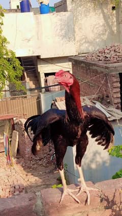 Aseel