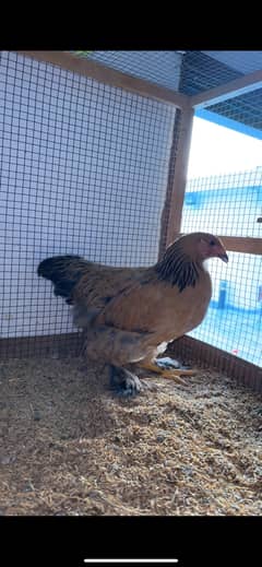 Bramha hen