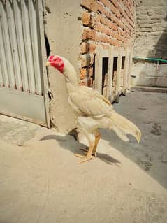 Shamo plus kamalia patha