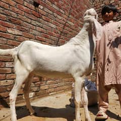 Desi Qurbani Bakry 2025