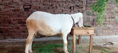 sheeps