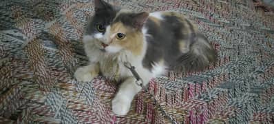 Mano cat