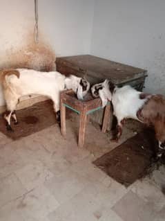 goats sell
