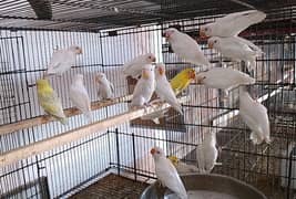 Albino
