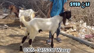 Bakra