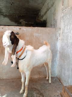 nasli Bakra for sale