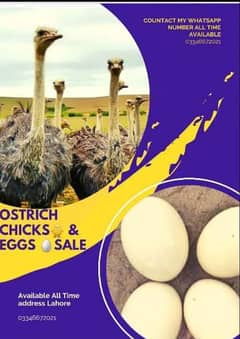 Ostrich