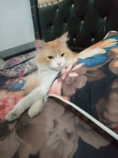 mujy  ak cat adopted karni ha ghar k k ley persion  ho