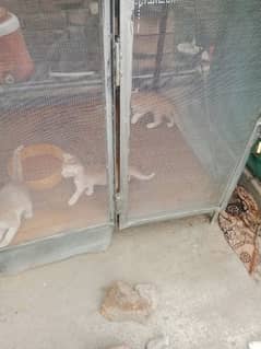 cates for sale free