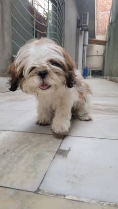 Shih