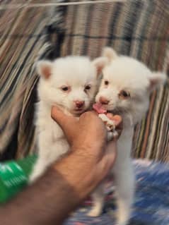 Russian Zero Size Pink Nose Puppies