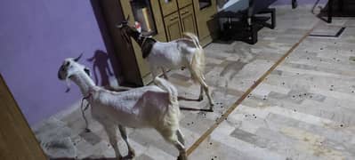 goats Nd bakra