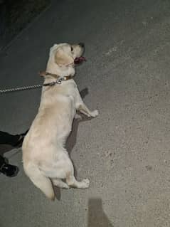 labrador female Pedigree