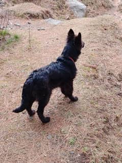 black german shepherd