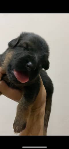 German shepherd Long coat black mask puppy only 15 days old