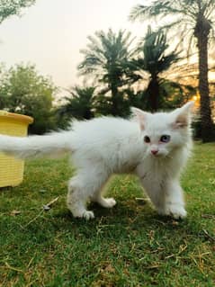 Odd-Eyed White Two Persians Kitten/Cat for sale/Persian Cat