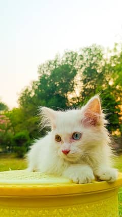 Odd-Eyed White Two Persians Kitten/Cat for sale/Persian Cat