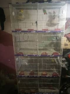 lovebirds