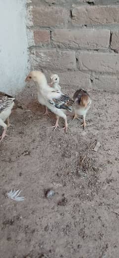 1 month home breed chicks for sale. active and helathy