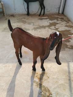 qurbani