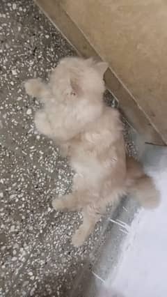 pair