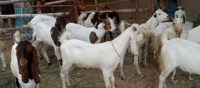 Qurbani