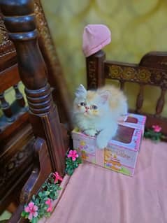 Peki/Peke kittens