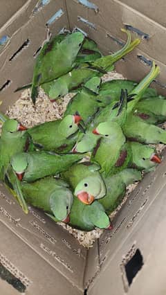 raw kashmiri parrot 1 time feeding chicks