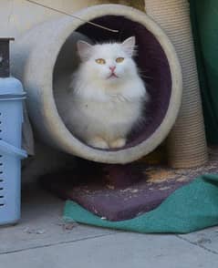 Persian