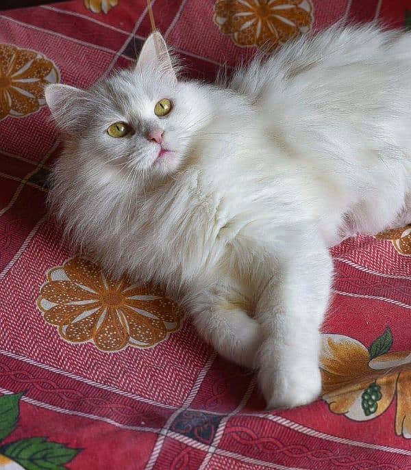 Persian cat 1
