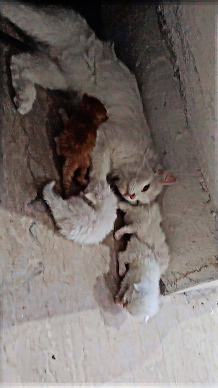 Persian cat 2