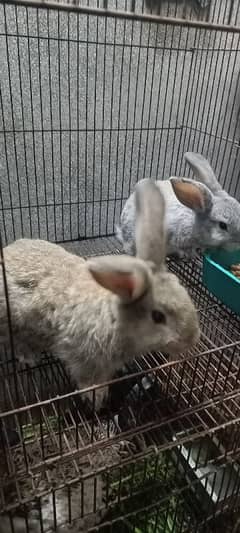 Giant Flemish bunnies