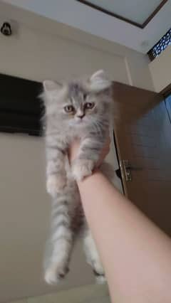 Persian kittens