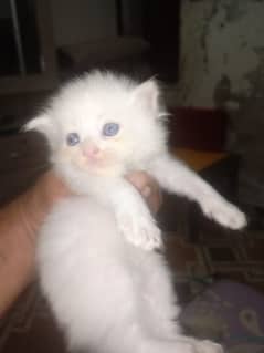 pure Persian kittens