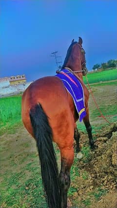 pure desi horse