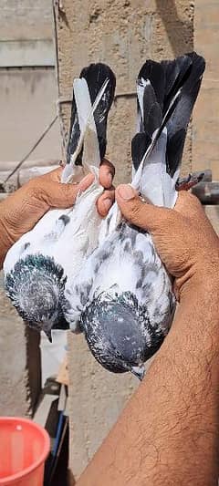High Flyer Pigeons
