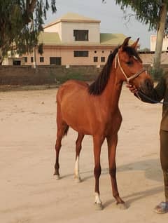 Desi bloodline Ravi wale 8 months