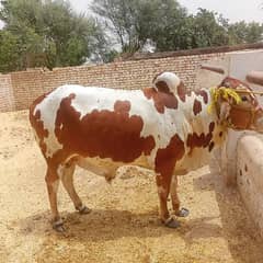 Bulls