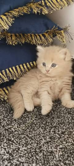 Low Rs| Cat| baby| Blue Eyes| Persian| Kittens| Punch;