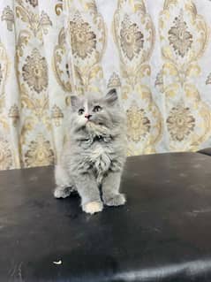 Low Rs| Cat| baby| Blue Eyes| Persian| Kittens| Punch: