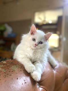 Low Rs| Cat| baby| Blue Eyes| Persian| Kittens| Punch"