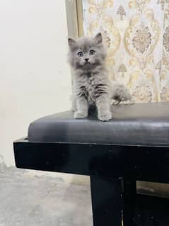 Low Rs| Cat| baby| Blue Eyes| Persian| Kittens| Punch"