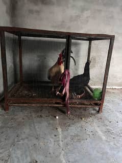pinjra for sale size 4×2.5