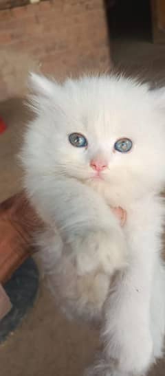 Low Rs| Cat| baby| Blue Eyes| Persian| Kittens| Punch: