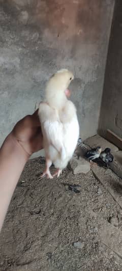 Shamo