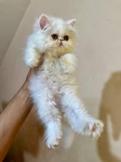 Low Rs| Cat| baby| Blue Eyes| Persian| Kittens| Punch'