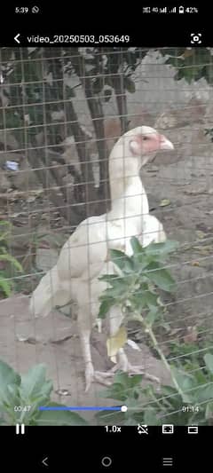 Heera