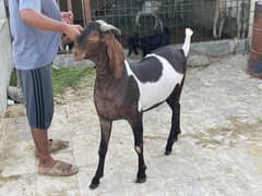 Heavy Weight Tapra Bakra