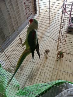 Raw Speaking Parrot