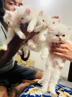 Low Rs| Cat| baby| Blue Eyes| Persian| Kittens| Punch"